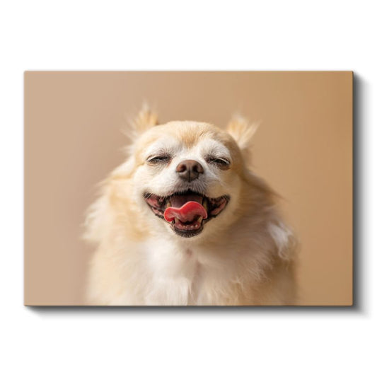 Gülümseyen Chihuahua - Mutlu Anların Sevimli Dostu Kanvas Tablo