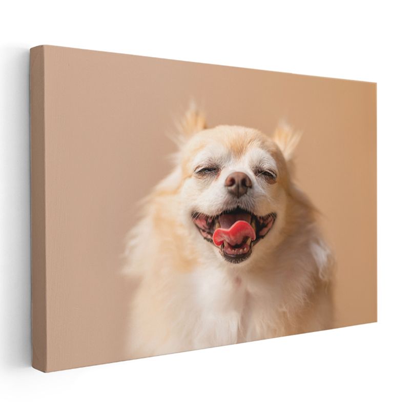 Gülümseyen Chihuahua - Mutlu Anların Sevimli Dostu Kanvas Tablo