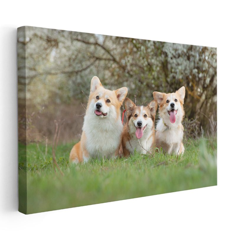 Corgi Üçlüsü - Çimenlerde Neşeli Dostlar Kanvas Tablo