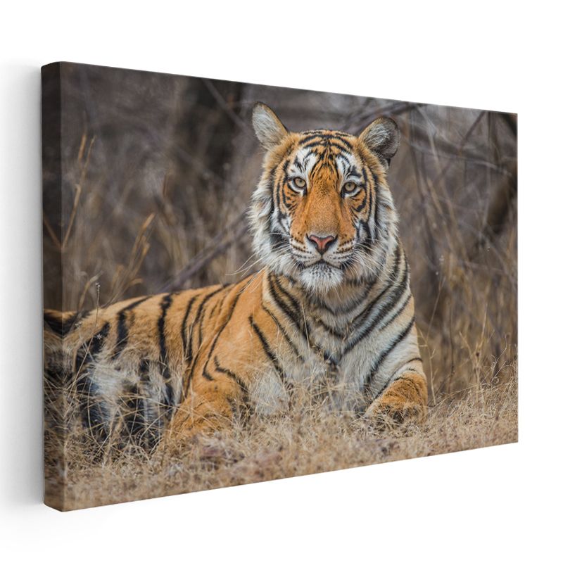 Bengal Kaplanı - Kuru Otlar Arasında Asil Duruş Kanvas Tablo