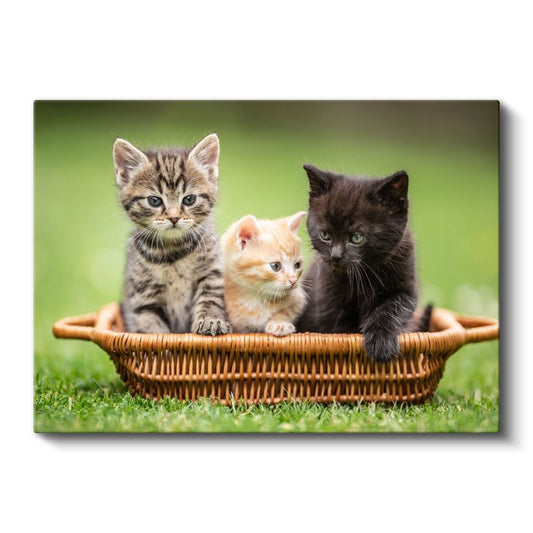 Sepetteki Yavru Kediler - Üç Renk Üç Sevimli Dost Kanvas Tablo