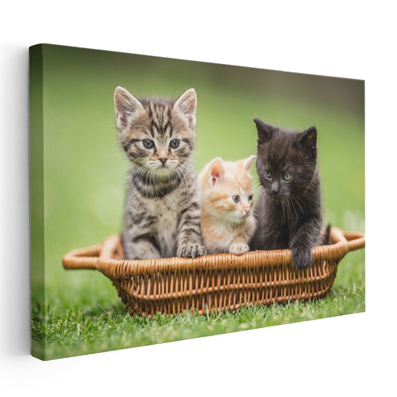 Sepetteki Yavru Kediler - Üç Renk Üç Sevimli Dost Kanvas Tablo