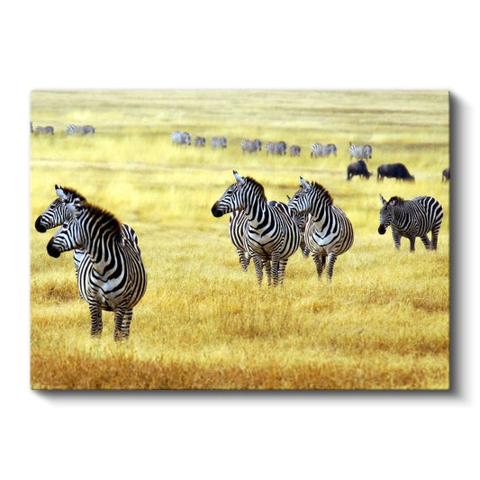 Zebra Sürüsü - Altın Sarısı Çayırlarda Afrika Vahşi Yaşamı Kanvas Tablo