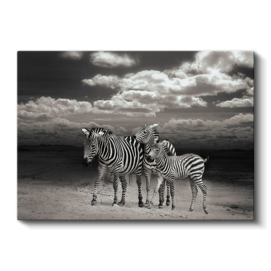 Zebra Ailesi - Siyah Beyaz Çizgili Savana Sakinleri Kanvas Tablo