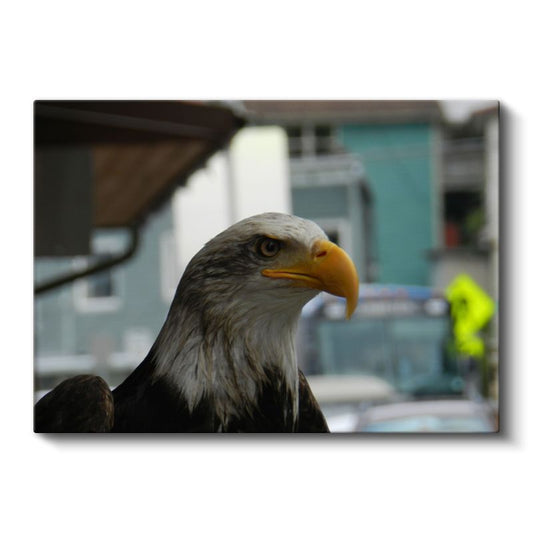 Amerikan Kartalı - Keskin Bakışlı Yırtıcı Kuş Kanvas Tablo