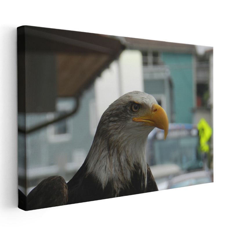 Amerikan Kartalı - Keskin Bakışlı Yırtıcı Kuş Kanvas Tablo