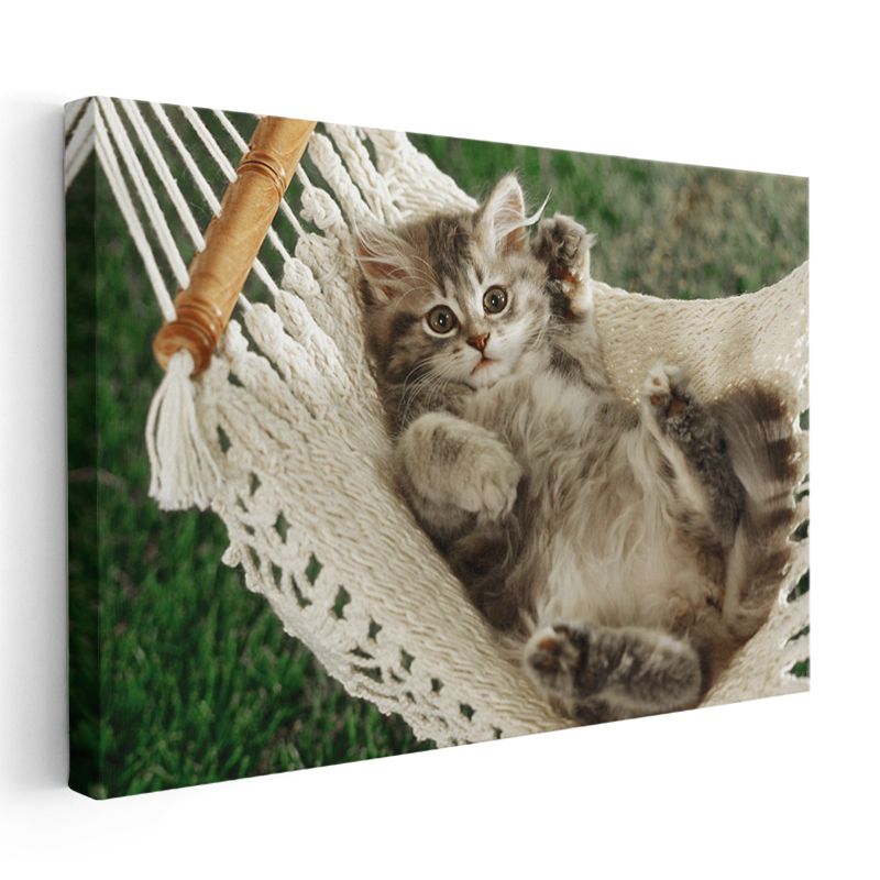 Hamaktaki Yavru - Sevimli Tüylü Kedi Yavrusu Kanvas Tablo
