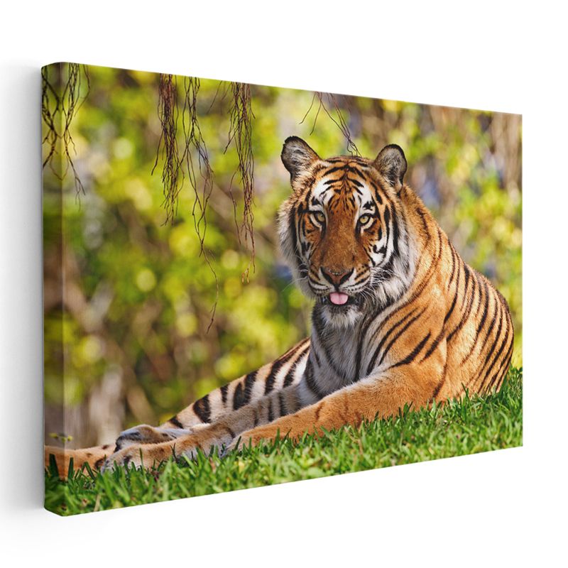 Dinlenen Kaplan - Çimenlerde Uzanan Çizgili Yırtıcı Kanvas Tablo
