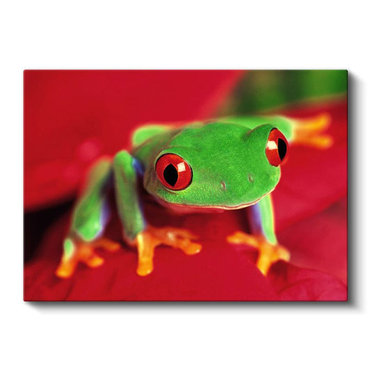 Kırmızı Gözlü Kurbağa - Yaprak Üzerinde Parlak Yeşil Amfibi Kanvas Tablo
