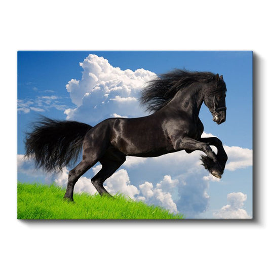 Şaha Kalkan At - Yeşil Çayırda Özgür Siyah Aygır Kanvas Tablo