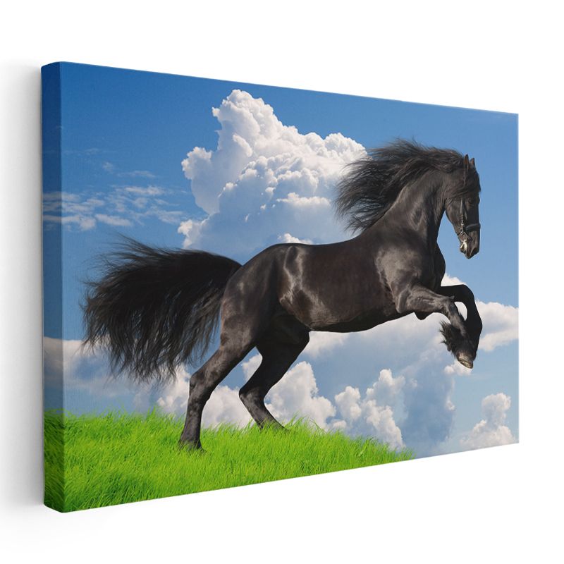 Şaha Kalkan At - Yeşil Çayırda Özgür Siyah Aygır Kanvas Tablo