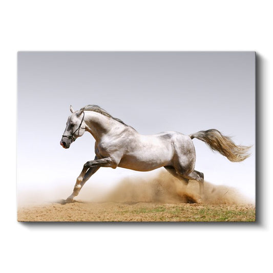 Beyaz Aygır - Tozlu Arazide Koşan Zarif At Kanvas Tablo