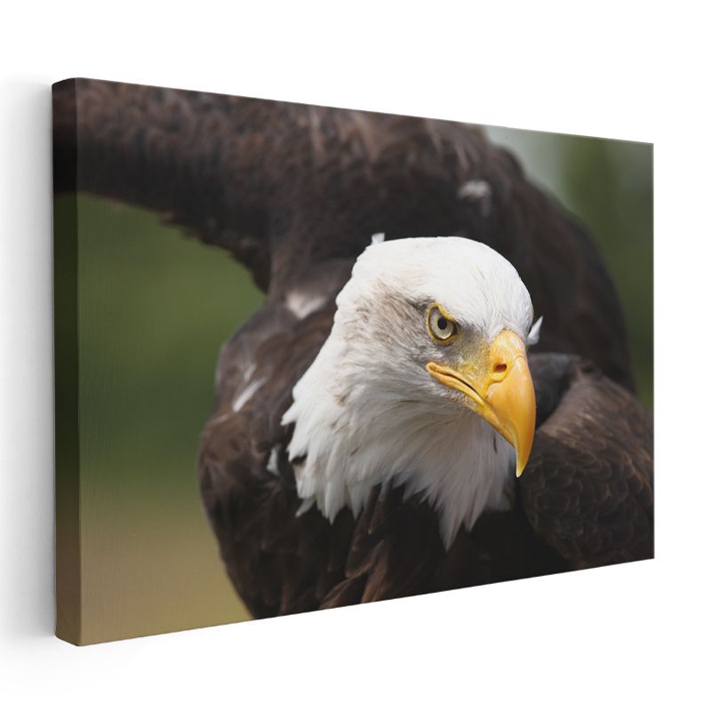 Kartal Portresi - Yakın Çekim Yırtıcı Kuş Kanvas Tablo