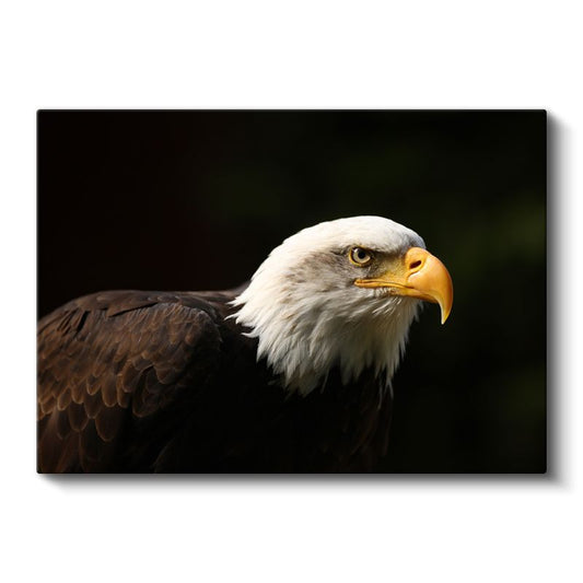 Asil Kartal - Keskin Gagalı Avcı Kuş Kanvas Tablo