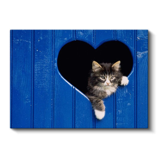 Kalpli Kapı - Mavi Ahşaptan Bakan Yavru Kedi Kanvas Tablo