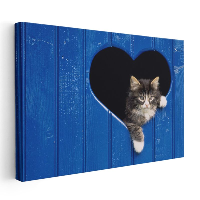 Kalpli Kapı - Mavi Ahşaptan Bakan Yavru Kedi Kanvas Tablo