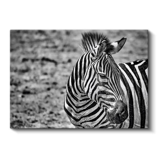 Zebra Profili - Siyah Beyaz Çizgili Portre Kanvas Tablo