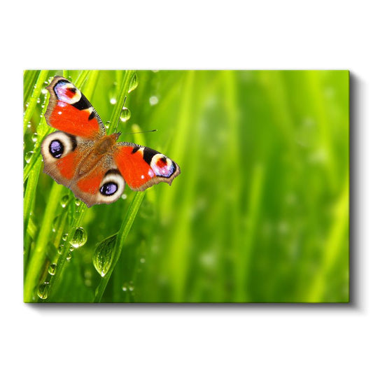 Çiy Damlalı Kelebek - Yeşil Çimende Turuncu Kanatlar Kanvas Tablo