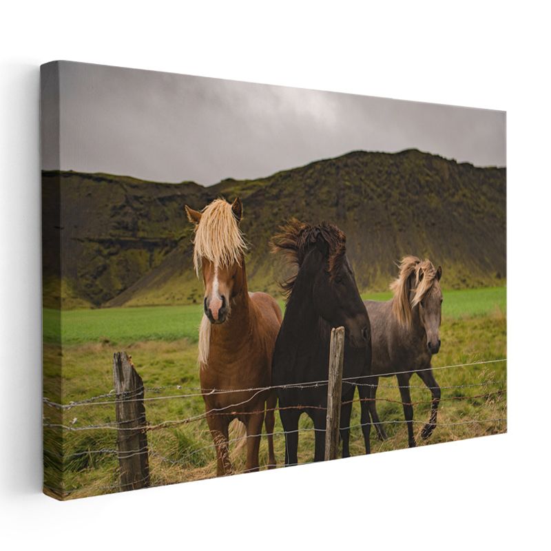 Çayır Dostları - Çit Kenarındaki Üç At Kanvas Tablo