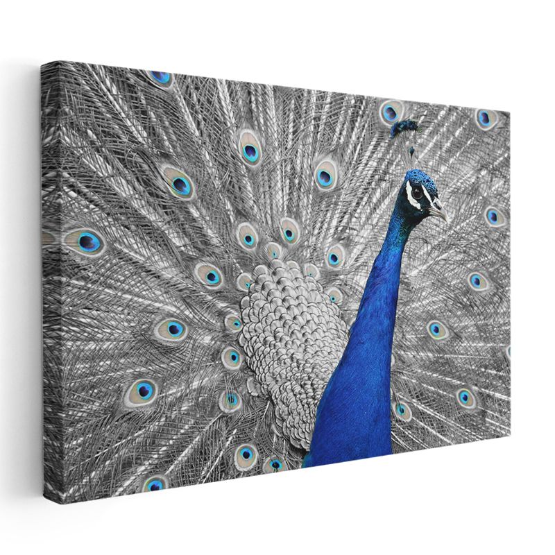 Mavi İhtişam - Tüylerini Açan Tavus Kuşu Kanvas Tablo