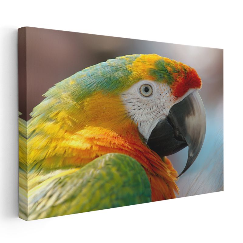 Renkli Papağan - Yakın Çekim Ara Portresi Kanvas Tablo