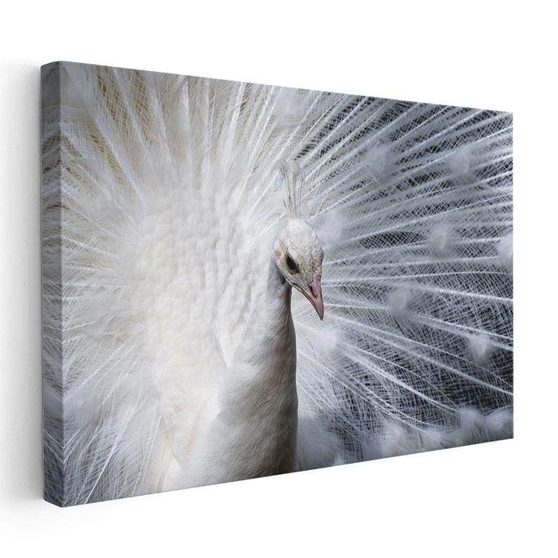 Beyaz Tavus - Açılmış Tüyleriyle Albino Güzellik Kanvas Tablo