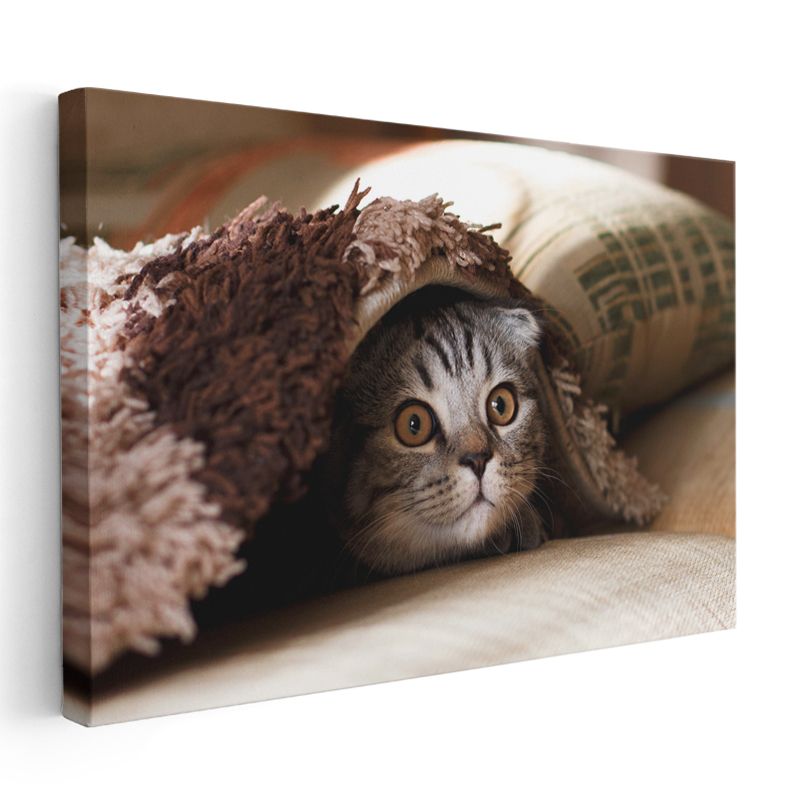 Meraklı Bakış - Battaniye Altındaki Kedi Yavrusu Kanvas Tablo