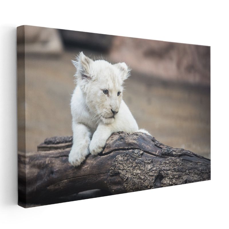 Beyaz Aslan Yavrusu - Kütük Üzerinde Meraklı Bakış Kanvas Tablo