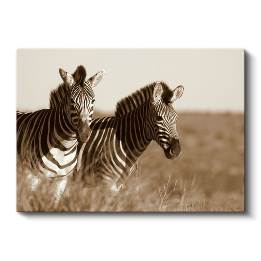 Zebra İkilisi - Sepia Tonlarında Afrika Safarisi Kanvas Tablo