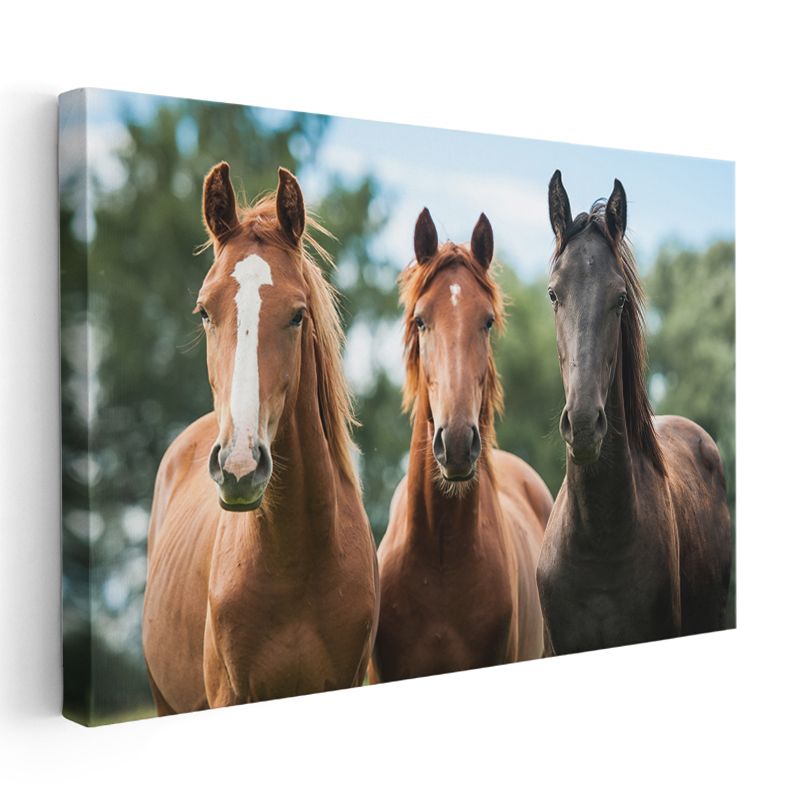 Üç Muhteşem At - Farklı Renklerde Asil Duruş Kanvas Tablo