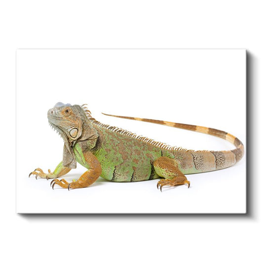 Yeşil İguana - Detaylı Sürüngen Portresi Kanvas Tablo