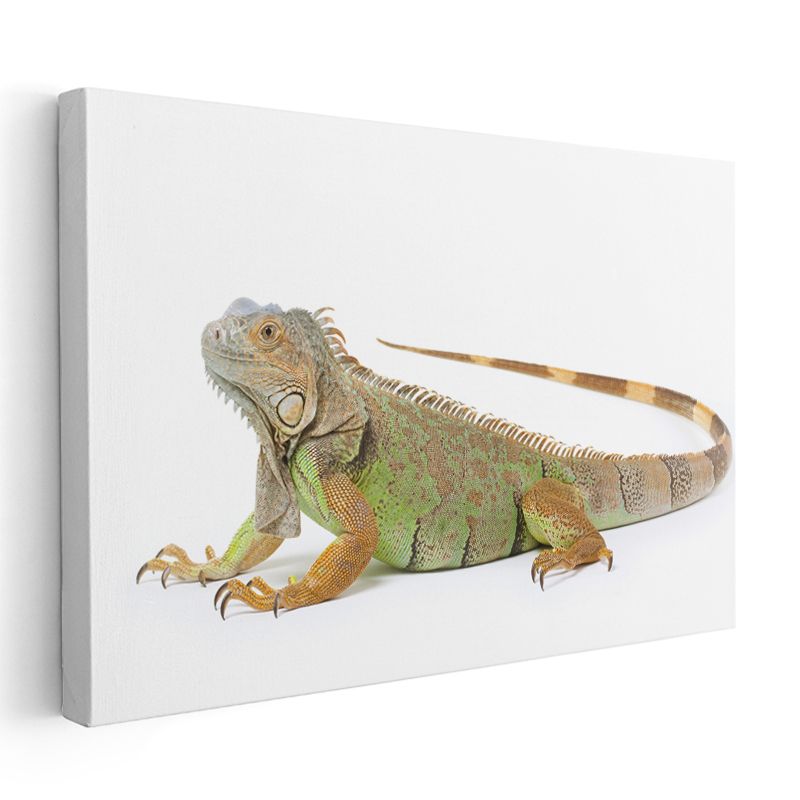 Yeşil İguana - Detaylı Sürüngen Portresi Kanvas Tablo