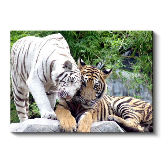 Kaplan Dostluğu - Beyaz ve Turuncu İkili Kanvas Tablo