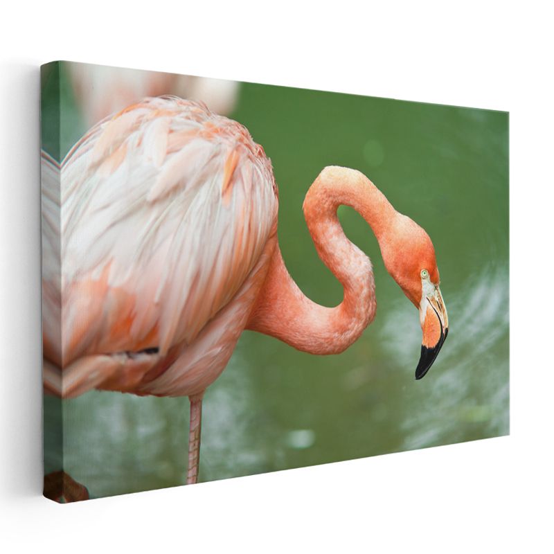 Pembe Flamingo - Zarif Duruşlu Su Kuşu Kanvas Tablo