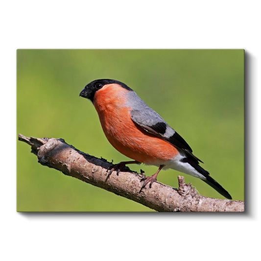 Turuncu İspinoz - Doğal Yaşam Alanında Kuş Portresi Kanvas Tablo