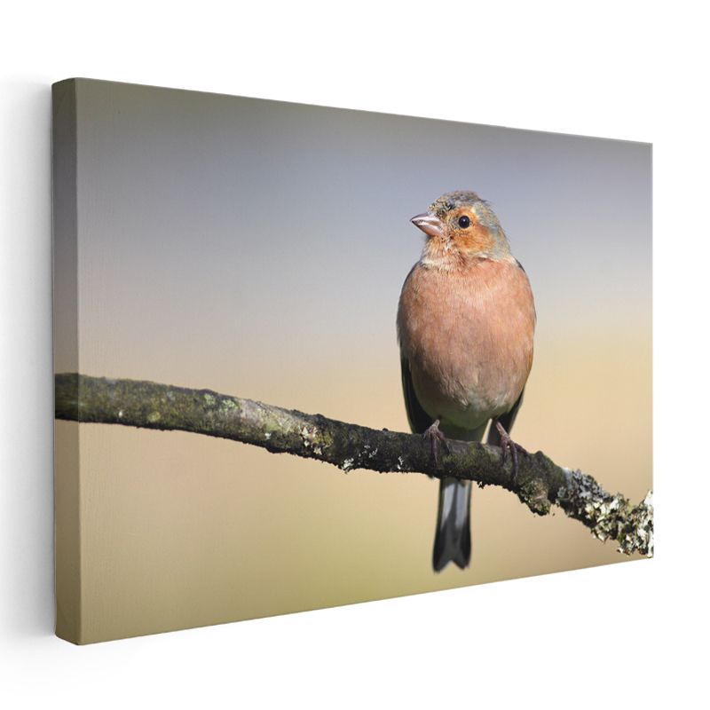 Pembe İspinoz - Dal Üzerinde Huzurlu Bekleyiş Kanvas Tablo