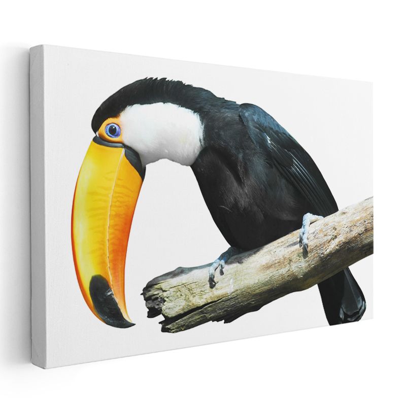 Renkli Tukan - Egzotik Kuş Portresi Kanvas Tablo