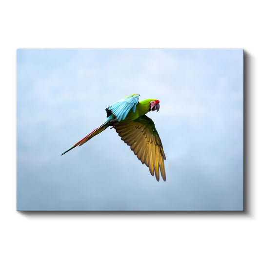 Uçan Papağan - Gökyüzünde Renkli Kanatlar Kanvas Tablo