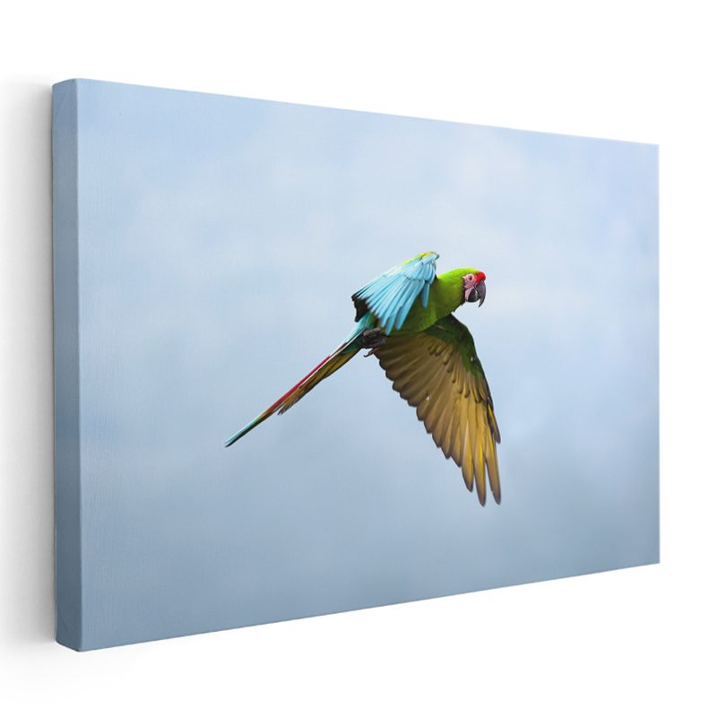 Uçan Papağan - Gökyüzünde Renkli Kanatlar Kanvas Tablo
