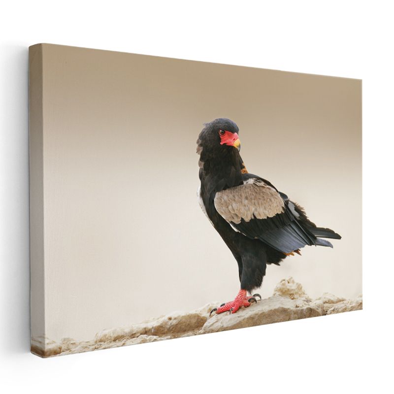 Bateleur Kartalı - Kırmızı Gagalı Yırtıcı Kuş Kanvas Tablo