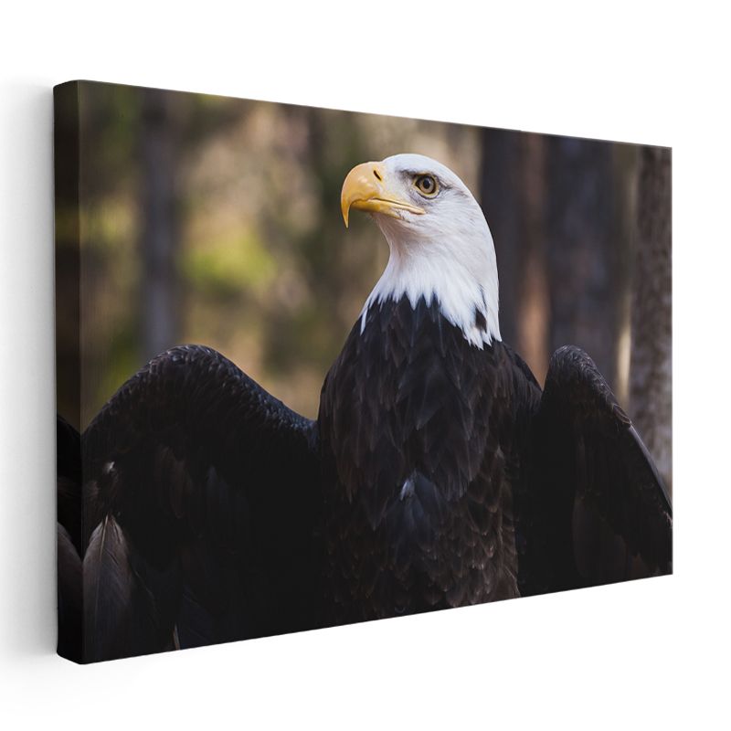 Amerikan Kartalı - Heybetli Duruş Kanvas Tablo