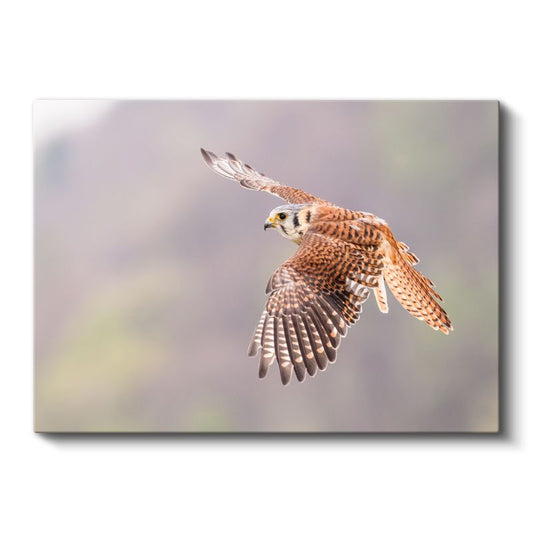 Kızıl Şahin - Gökyüzünde Özgür Uçuş Kanvas Tablo