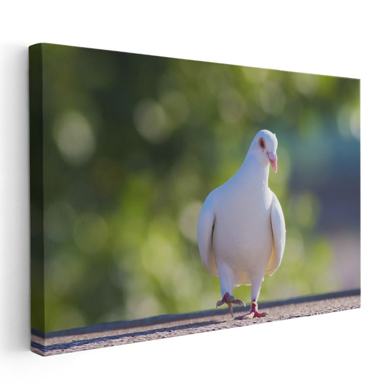 Beyaz Güvercin - Barış Sembolü Kuş Portresi Kanvas Tablo