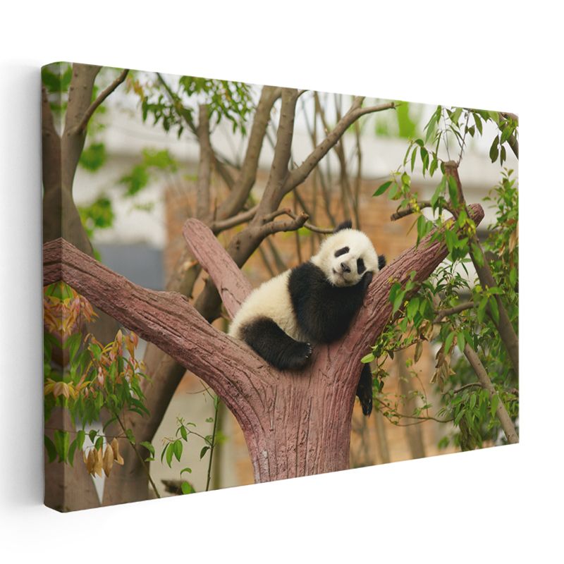 Uyuyan Panda - Ağaç Dalında Tatlı Mola Kanvas Tablo