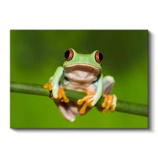 Ağaç Kurbağası - Renkli Gözlü Amfibi Portresi Kanvas Tablo