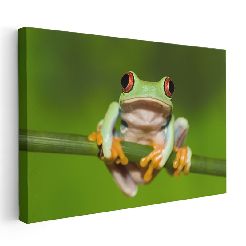 Ağaç Kurbağası - Renkli Gözlü Amfibi Portresi Kanvas Tablo