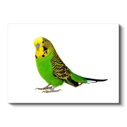 Yeşil Muhabbet Kuşu - Sarı Başlı Sevimli Kuş Kanvas Tablo