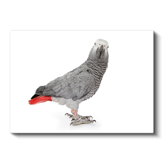 Afrika Gri Papağanı - Kırmızı Kuyruklu Egzotik Kuş Kanvas Tablo