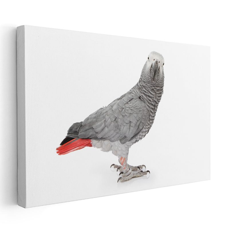 Afrika Gri Papağanı - Kırmızı Kuyruklu Egzotik Kuş Kanvas Tablo