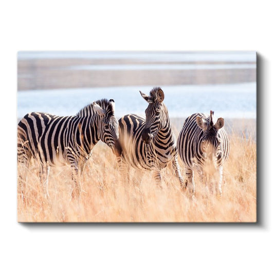 Zebra Üçlüsü - Savana Otlarında Çizgili Güzellik Kanvas Tablo